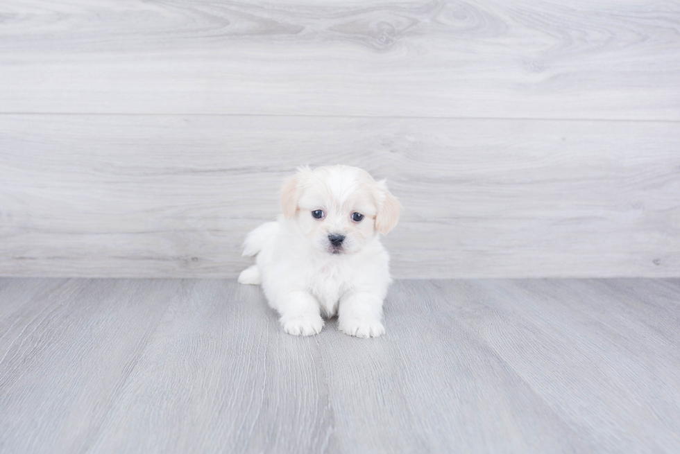 Cute Havanese Purebred Puppy