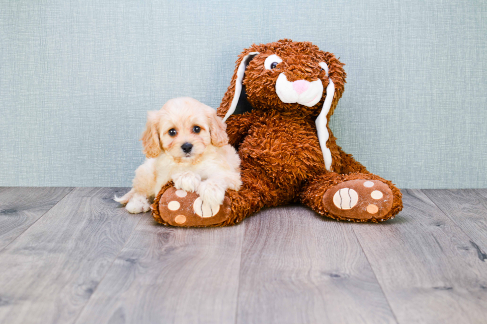 Friendly Cavachon Baby