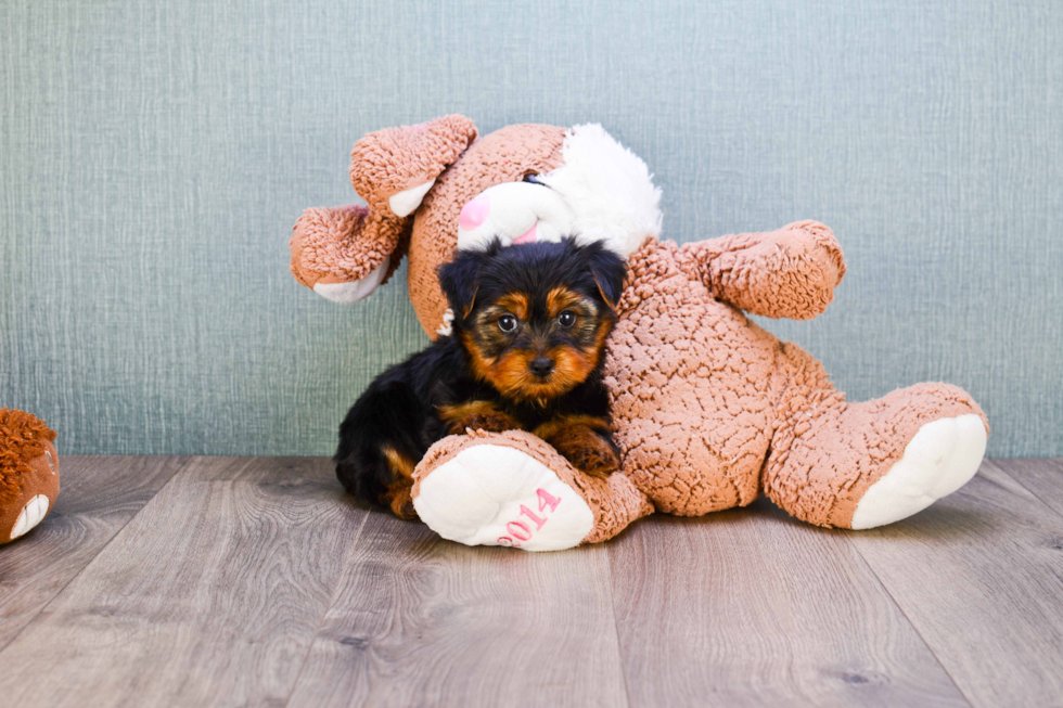 Meet Timmy - our Yorkshire Terrier Puppy Photo 