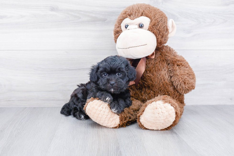 Adorable Shichon Designer Puppy