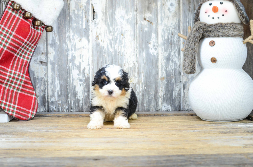 Mini Bernedoodle Puppy for Adoption