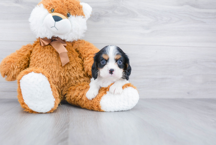 Cavalier King Charles Spaniel Puppy for Adoption