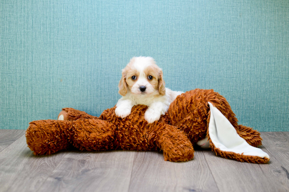 Best Cavachon Baby