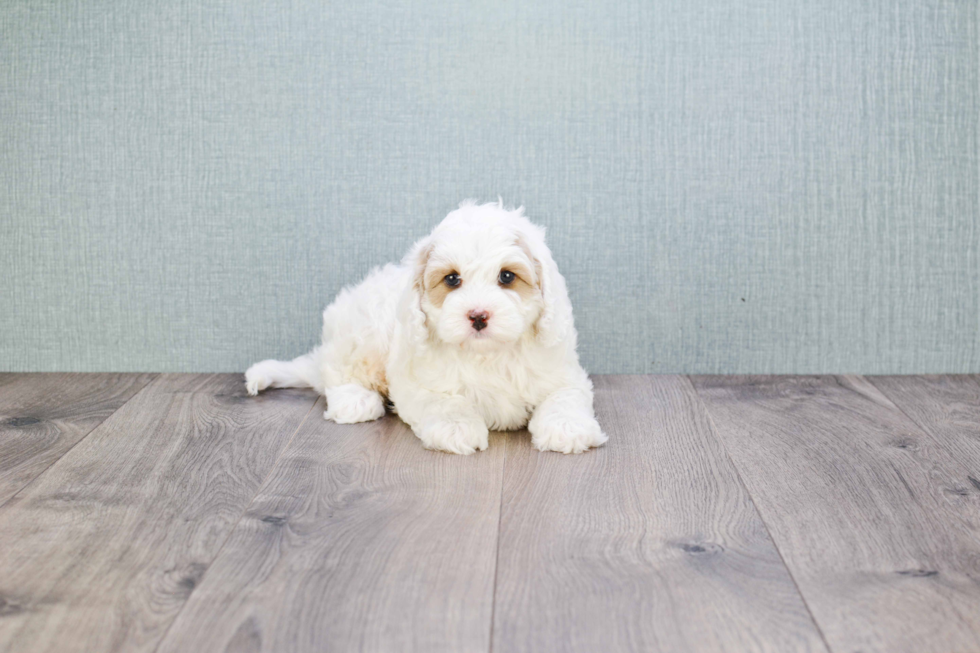 Happy Cavapoo Baby