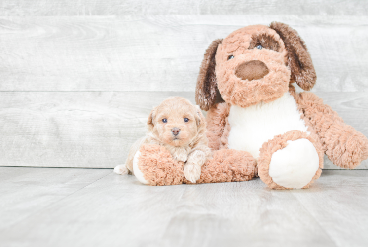 Small Maltipoo Baby