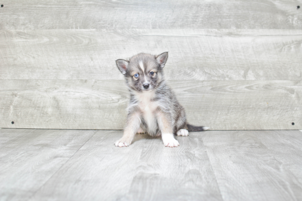 Funny Pomsky Designer Pup