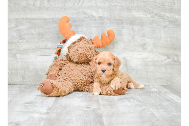 Best Cavapoo Baby