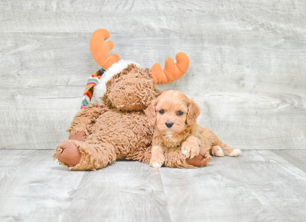 Best Cavapoo Baby