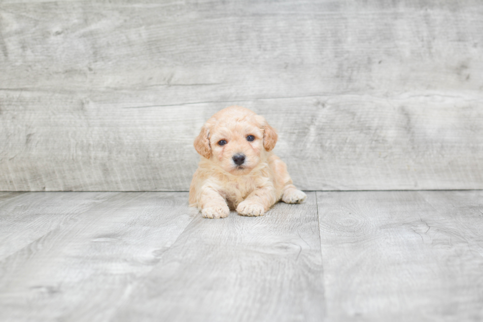 Friendly Maltipoo Baby