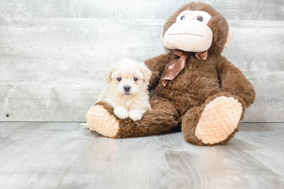 Maltipoo Pup Being Cute