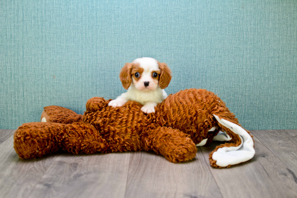 Smart Cavalier King Charles Spaniel Purebred Puppy