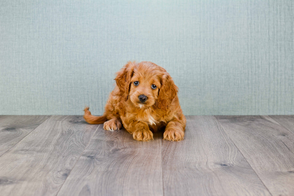 Little Golden Retriever Poodle Mix Puppy