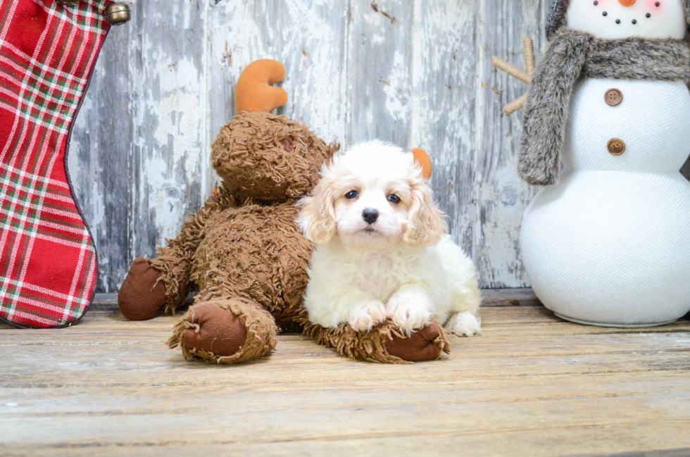 Popular Cavachon Designer Pup