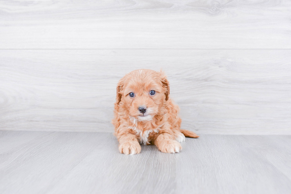 Adorable Cavoodle Poodle Mix Puppy