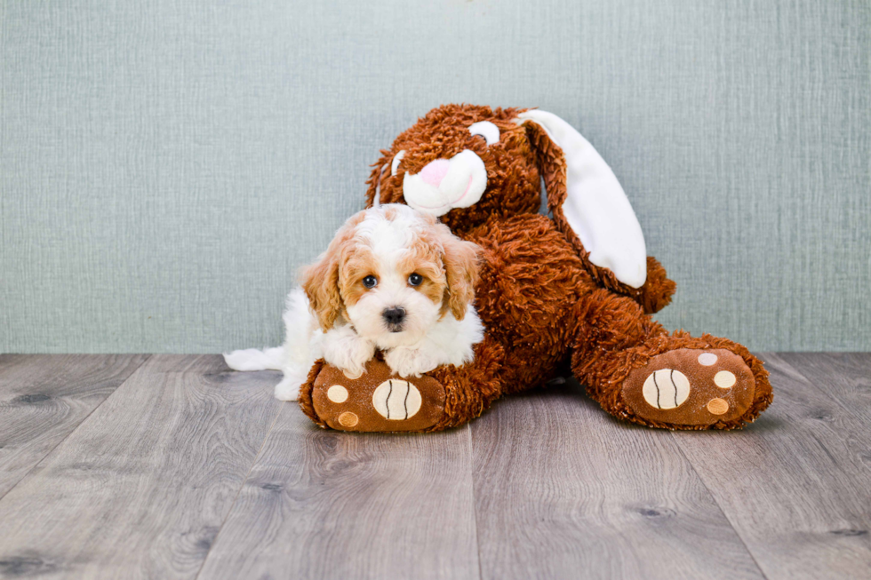 Little Cavoodle Poodle Mix Puppy