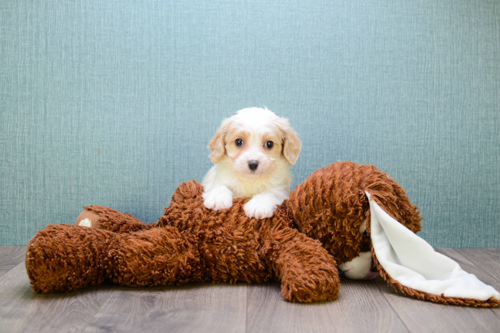 Small Cavachon Baby