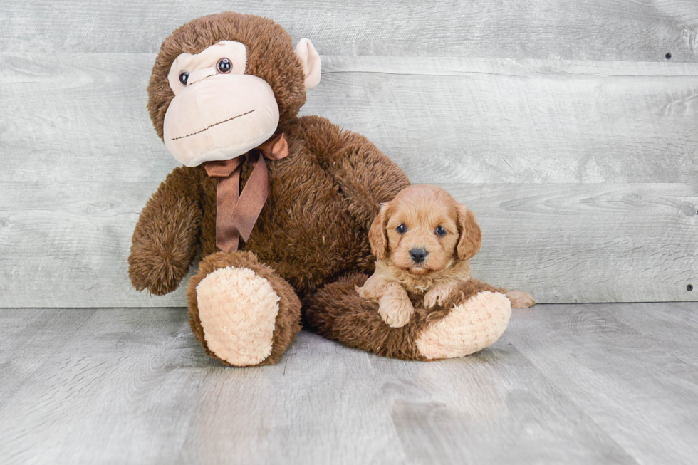 Popular Cavapoo Poodle Mix Pup