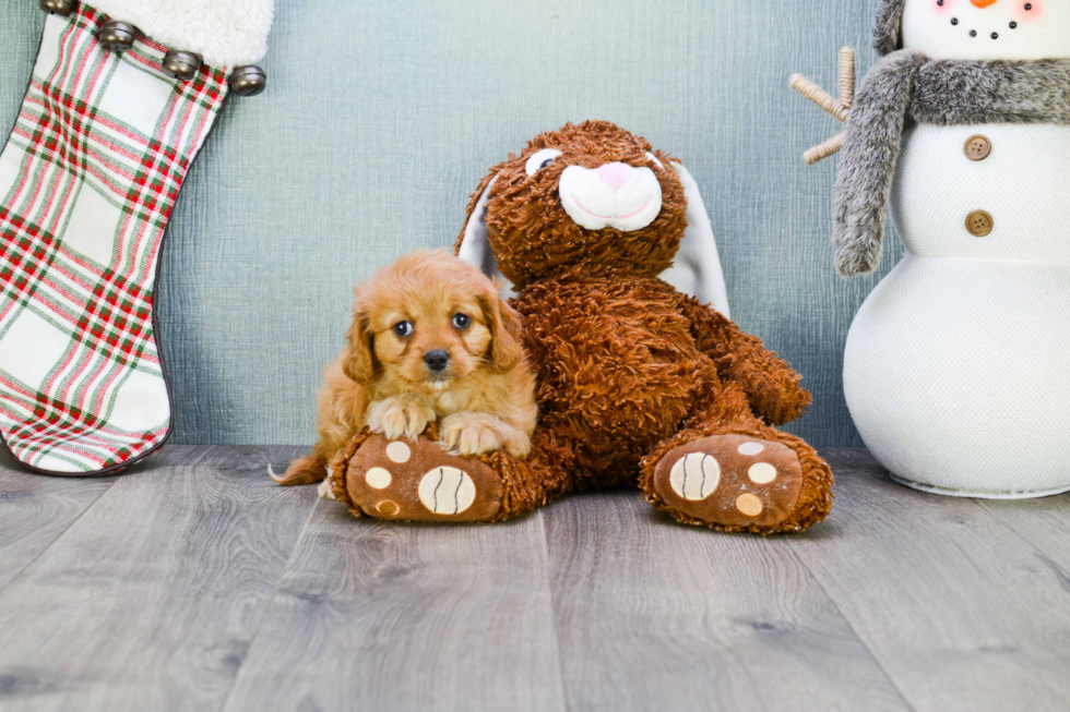 Playful Cavoodle Poodle Mix Puppy