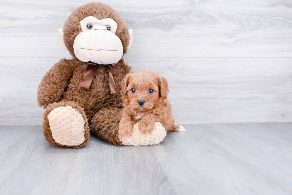 Little Cavoodle Poodle Mix Puppy