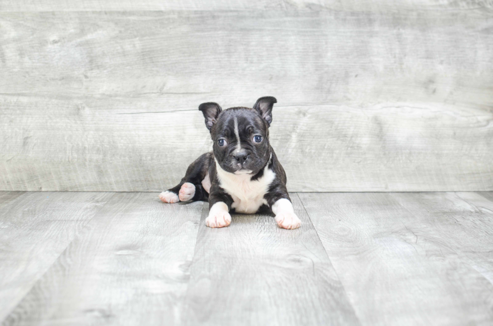 Boston Terrier Pup Being Cute