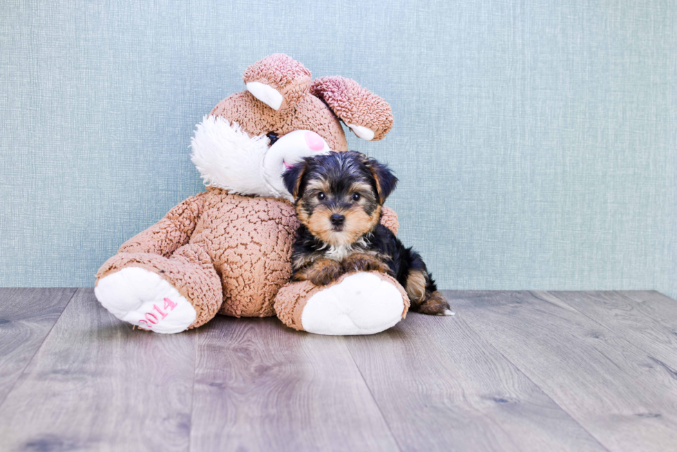 Meet Timmy - our Yorkshire Terrier Puppy Photo 