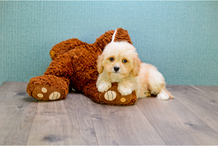 Small Cavapoo Baby