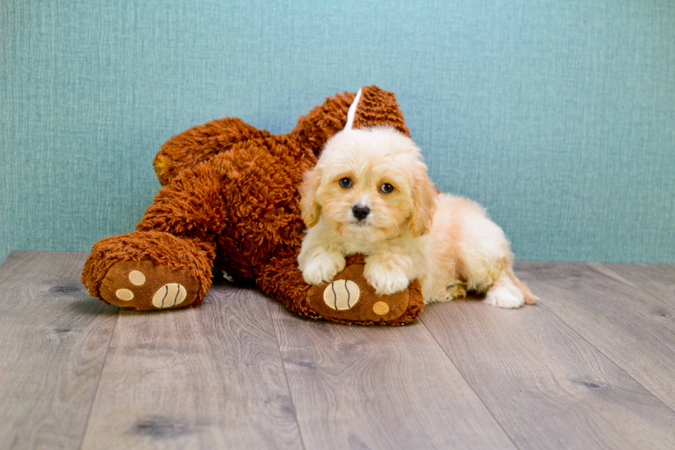 Small Cavapoo Baby