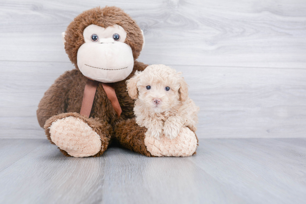 Small Poodle Purebred Pup