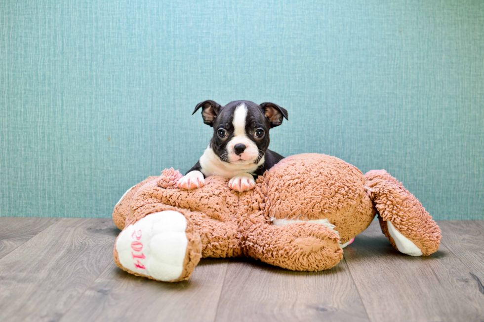 Cute Boston Terrier Purebred Puppy