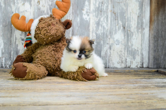 Pomeranian Puppy for Adoption