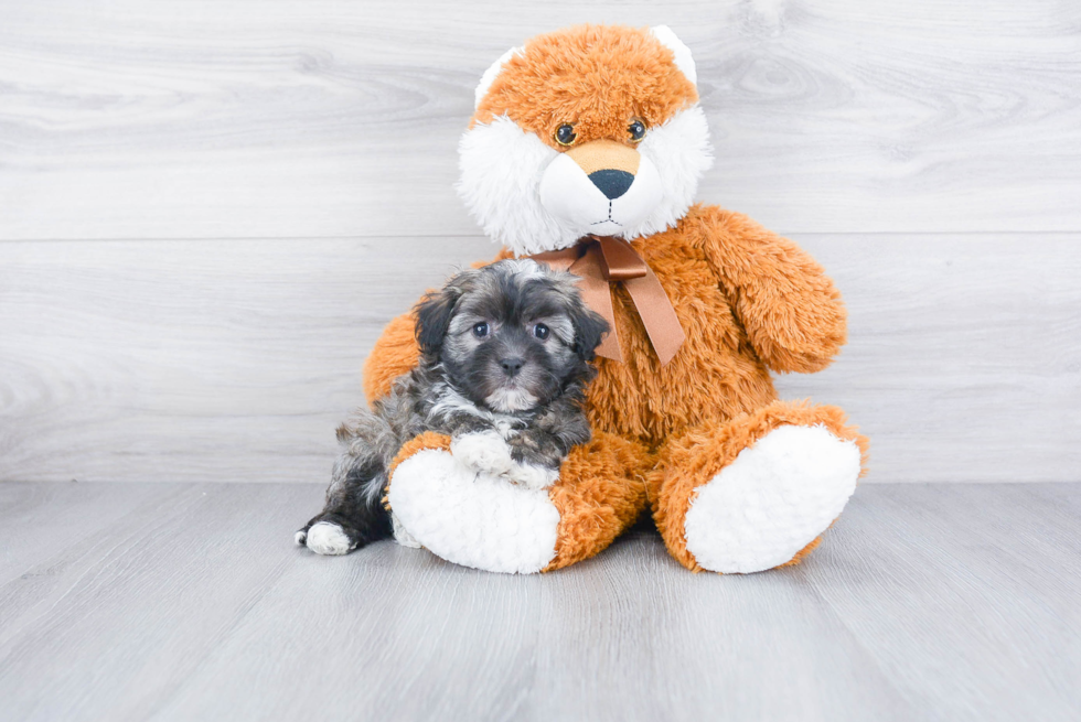 Sweet Havanese Purebred Puppy