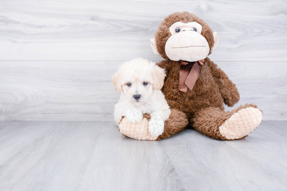 Havanese Puppy for Adoption