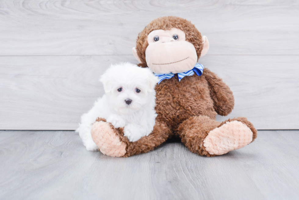 Maltese Pup Being Cute