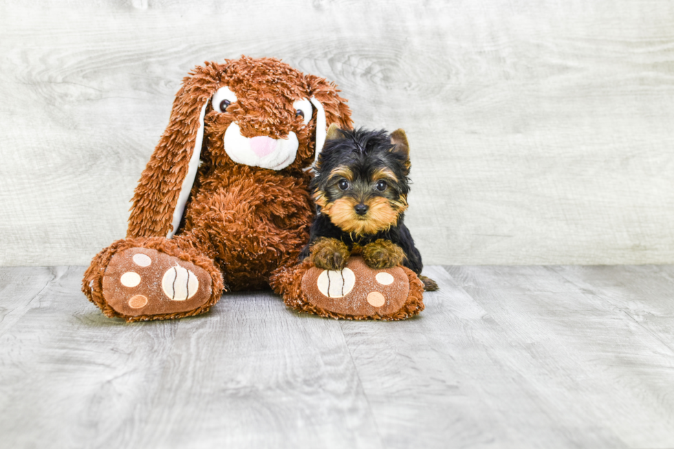 Meet Giselle - our Yorkshire Terrier Puppy Photo 