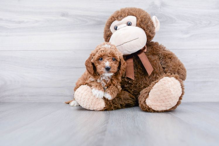 Mini Goldendoodle Puppy for Adoption