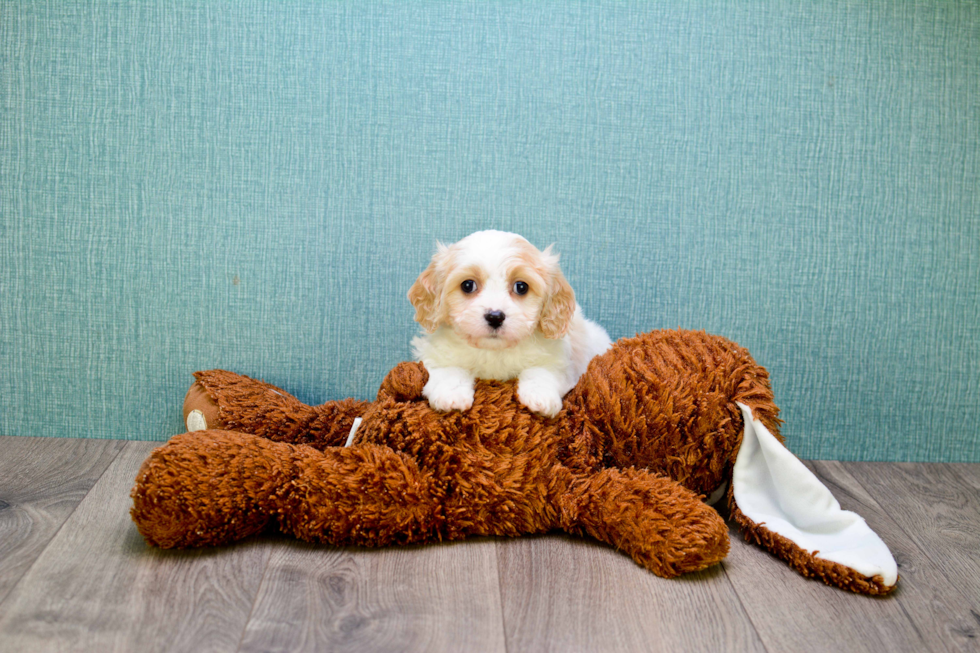 Playful Cavalier Designer Puppy