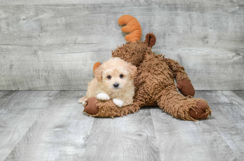 Smart Maltipoo Poodle Mix Pup