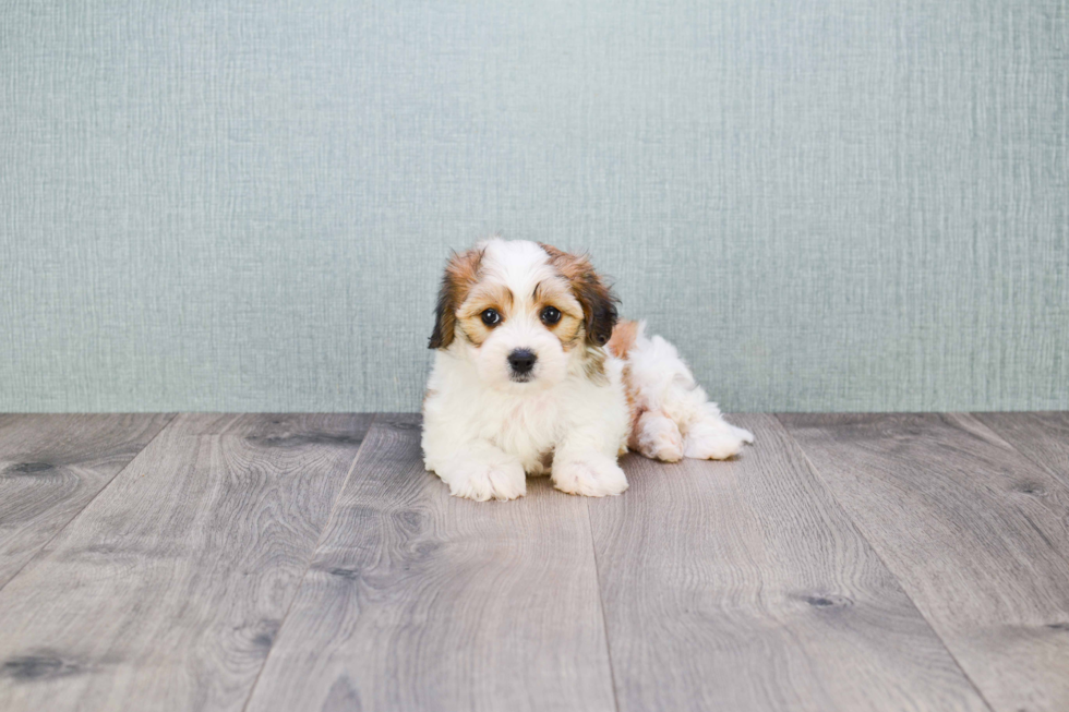 Popular Cavachon Designer Pup