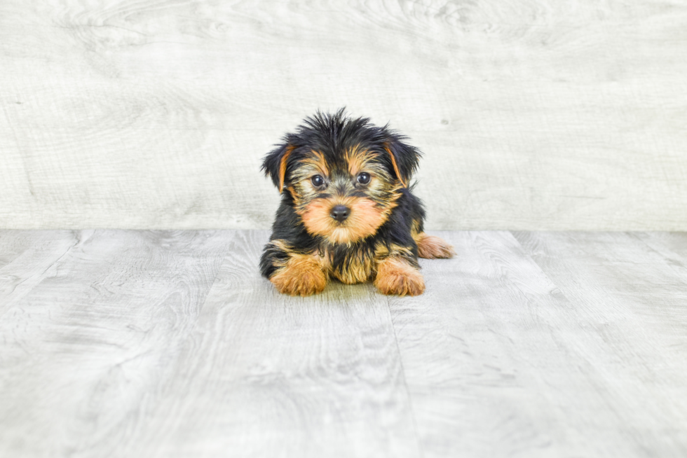 Meet Avery - our Yorkshire Terrier Puppy Photo 