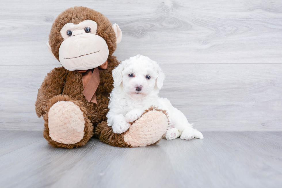 Maltipoo Pup Being Cute