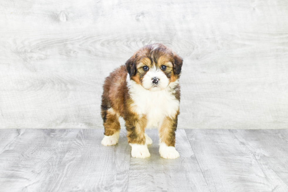 Hypoallergenic Bernadoodle Poodle Mix Puppy