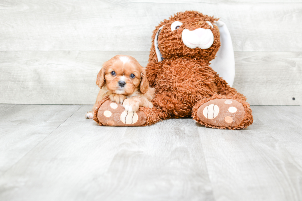 Friendly Cavalier King Charles Spaniel Baby