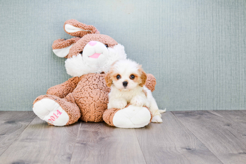 Friendly Cavachon Baby