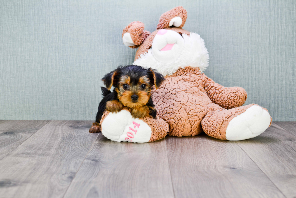 Meet Timmy - our Yorkshire Terrier Puppy Photo 