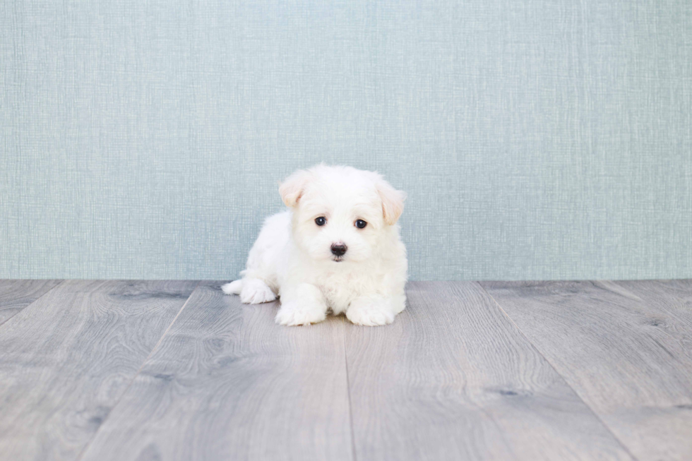 Adorable Maltese Poodle Poodle Mix Puppy