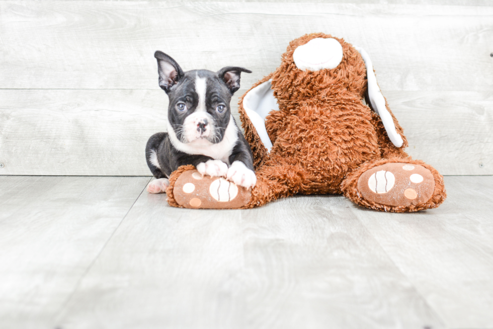 French Bulldog Pup Being Cute