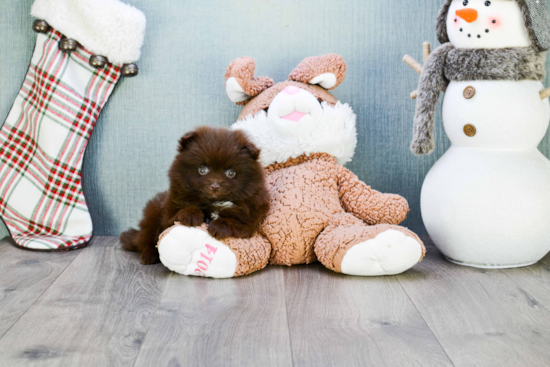 Playful Pomeranian Baby