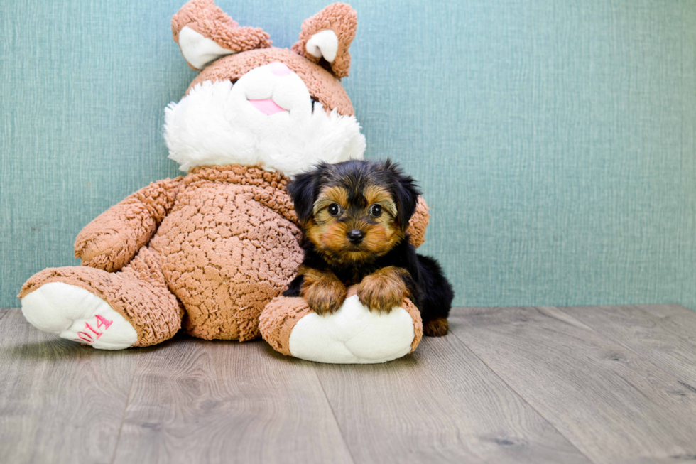 Meet Bronze - our Yorkshire Terrier Puppy Photo 