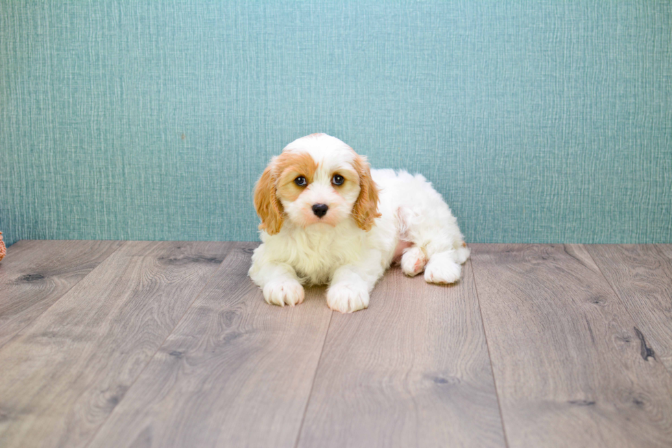 Funny Cavachon Designer Pup