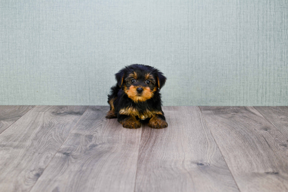 Meet Bella - our Yorkshire Terrier Puppy Photo 